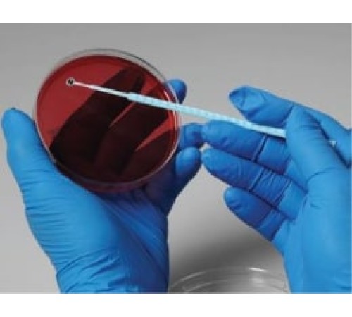 Alcaligenes faecalis subsp. Faecalis, штамм ATCC 8750, 5 петель, Сulti-Loops, Thermo FS Alcaligenes faecalis subsp. Faecalis, штамм ATCC 8750, 5 петель, Сulti-Loops, Thermo FS